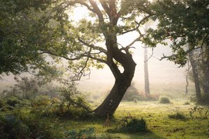 雨根，2023 年（照片）