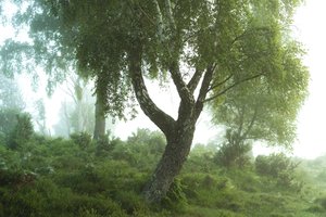 森林物语 III》，2024 年（照片）