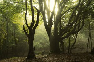 森林物语 II》，2024 年（照片）