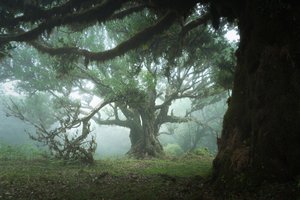 聚合之木，2023 年（照片） 作者 