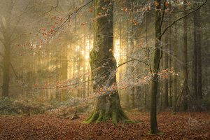 2023 年，霍洛宁（照片）