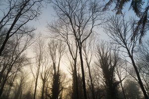 林地遐想，2023 年（照片）