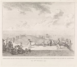 被冲到赞德沃特附近海滩上的长须鲸
1791 年 11 月 18 日搁浅在 Wyk aan Zee 和 Zandvoort 之间的长须鲸（......）的图像（标题在实物上）