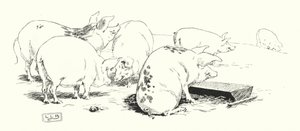长尾猪，或短尾猪（雕刻）。 作者 伦纳德·莱斯利·布鲁克