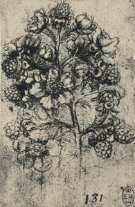 荆棘浪，c1480 1945年 作者 达芬奇（Leonardo da Vinci）
