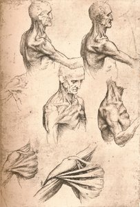 解剖图，c1472-c1519 1883 作者 达芬奇（Leonardo da Vinci）