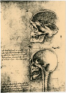 解剖素描，两幅人类头骨的研究，约1489年 作者 达芬奇（Leonardo da Vinci）