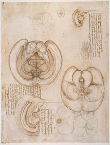 解剖学研究 作者 达芬奇（Leonardo da Vinci）