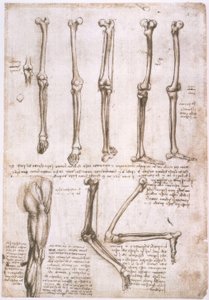 解剖学研究 作者 达芬奇（Leonardo da Vinci）