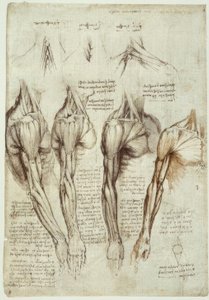 解剖学研究 作者 达芬奇（Leonardo da Vinci）