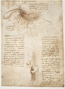 解剖学研究 作者 达芬奇（Leonardo da Vinci）