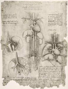 解剖学研究 作者 达芬奇（Leonardo da Vinci）