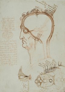 解剖学研究 作者 达芬奇（Leonardo da Vinci）