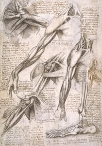 解剖学研究 作者 达芬奇（Leonardo da Vinci）