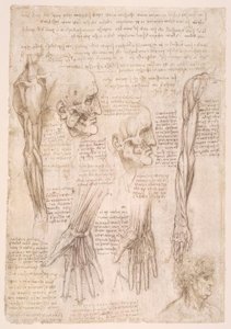 解剖学研究 作者 达芬奇（Leonardo da Vinci）
