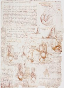 解剖学研究：脐带-胎儿... 作者 达芬奇（Leonardo da Vinci）