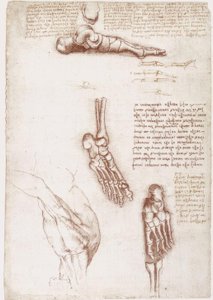 解剖学研究：肩部-脚部骨骼的表面解剖 作者 达芬奇（Leonardo da Vinci）