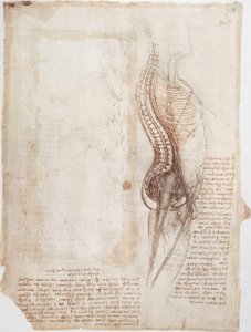 解剖学研究：脊柱... 作者 达芬奇（Leonardo da Vinci）