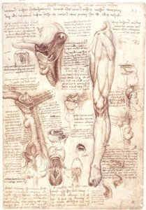解剖学研究：舌头，喉咙，喉和食道 作者 达芬奇（Leonardo da Vinci）