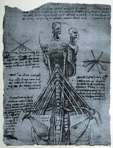 人体颈部和肩部的骨骼结构，传真复制品 作者 达芬奇（Leonardo da Vinci）
