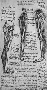 显示骨骼和肌腱的左腿图，c1480 1945年 作者 达芬奇（Leonardo da Vinci）