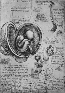 子宫中的胚胎图，c1480，1945年 作者 达芬奇（Leonardo da Vinci）