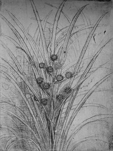 开花的小灌木丛，c1480 1945年 作者 达芬奇（Leonardo da Vinci）