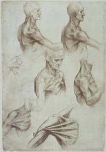 莱昂纳多-肩颈肌肉- f。 136V 作者 达芬奇（Leonardo da Vinci）