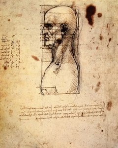 男性头部侧面比例 作者 达芬奇（Leonardo da Vinci）