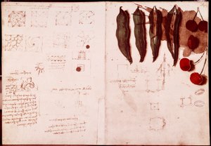植物学和几何学的笔记和草图。达芬奇(Leonardo da Vinci)(1452-1519)手稿双页上的绘画。 作者 达芬奇（Leonardo da Vinci）