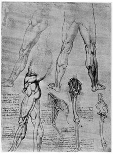 比较解剖学研究，1506-1507，1954年 作者 达芬奇（Leonardo da Vinci）