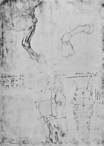 马前腿和马头实测图的研究，c1480 1945年 作者 达芬奇（Leonardo da Vinci）