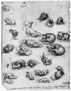 猫研究，1515-1515年，1954年 作者 达芬奇（Leonardo da Vinci）