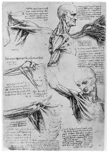 肩关节研究，1510-1511年，1954年 作者 达芬奇（Leonardo da Vinci）