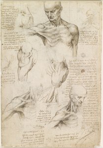 肩部和颈部的表层解剖（直视） 作者 达芬奇（Leonardo da Vinci）