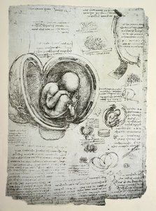 子宫中的人类胎儿，传真副本 作者 达芬奇（Leonardo da Vinci）