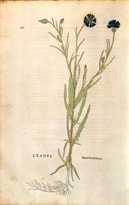 矢车菊（Centaurea cyanus），作者Leonhart Fuchs，来自De historia stirpium commentarii insignes（关于植物历史的著名评论），彩色雕刻。