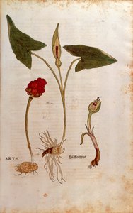 布谷鸟品脱或意大利的贵族和女士 - Arum italicum (Arum) by Leonhart Fuchs from De historia Stirpium commentarii insignes (Notable Commentaries on the History of Plants)，彩色雕刻 作者 莱昂哈德·福克斯