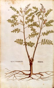 甘草或甘草 (Glycyrrhiza glabra) by Leonhart Fuchs 来自 De historia Stirpium commentarii insignes（植物史的著名评论）彩色雕刻 作者 莱昂哈德·福克斯