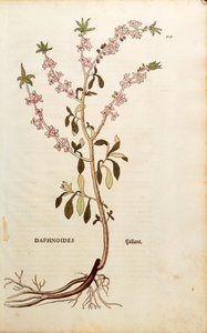 Mezereon--Daphne mezereum (Daphnoides)，作者Leonhart Fuchs，来自De historia stirpium commentarii insignes（《植物历史的著名评论》），彩色雕刻。 作者 莱昂哈德·福克斯