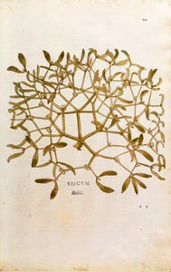 槲寄生 (Viscum 专辑) by Leonhart Fuchs from De historia Stirpium commentarii insignes (Notable Commentaries on the History of Plants) 彩色雕刻 作者 莱昂哈德·福克斯