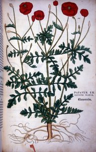 罂粟花 - 在“植物评论徽章的历史，......”作者 Leonhart Fuchs