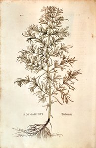 迷迭香，Rosmarinus Officinalis(Rosmarinus).彩色雕版画