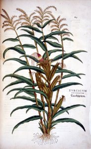 玉米--在Leonhart Fuchs的《De Historia Stirpium commentarii insignia》中