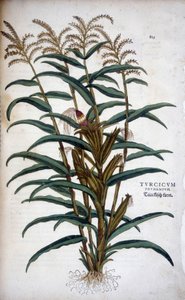 土耳其谷物 (Mis) - 在“植物历史杰出评论”中，莱昂哈特·福克斯 (Leonhart Fuchs) 作者 莱昂哈德·福克斯