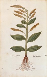 白鹤楼--Veratrum album（Elleborus albus），作者Leonhart Fuchs，来自De historia stirpium commentarii insignes（《植物历史的著名评论》），彩色雕刻。 作者 莱昂哈德·福克斯
