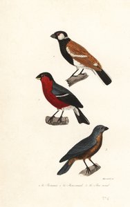 团圆红腹灰雀、欧亚红腹灰雀和蓝蜡嘴雀。