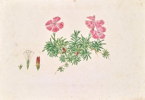 高山石竹 作者 利奥波德·冯·斯托尔