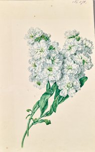 白色花朵 作者 利奥波德·冯·斯托尔