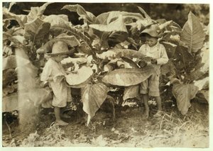 Amos 6和Horace 4蠕虫和吸盘烟草全天为他们的父亲John Neal在1916年肯塔基州Albaton的Warren县 作者 刘易斯·威克斯·海恩
